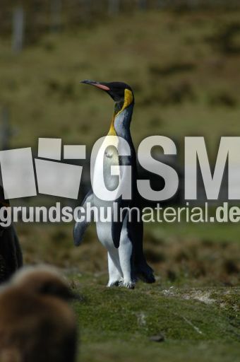 Königspinguin (37 von 84).jpg